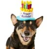 Frisco Birthday Cake Dog & Cat Hat -Pet Cat Store 139518 MAIN. AC SS1800 V1540401491