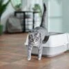Frisco Open Top Cat Litter Box With Rim, Large 2 Frisco Open Top Cat Litter Box With Rim, Large -Pet Cat Store 141378 MAIN. AC SS1800 V1675279581