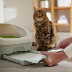 Frisco Cat Litter Pads, Unscented 14 Frisco Cat Litter Pads, Unscented -Pet Cat Store 149816 PT5. AC SS1800 V1675279991