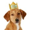Frisco Happy Birthday Dog & Cat Crown -Pet Cat Store 153665 MAIN. AC SS1800 V1551230974