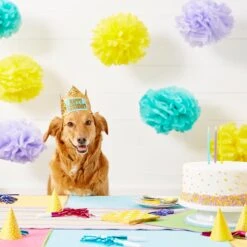 Frisco Happy Birthday Dog & Cat Crown 13 Frisco Happy Birthday Dog & Cat Crown -Pet Cat Store 153665 PT5. AC SS1800 V1551231039