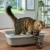 Frisco Sifting Cat Litter Box, Large 1 Frisco Sifting Cat Litter Box, Large -Pet Cat Store 155658 MAIN. AC SS1800 V1675280052