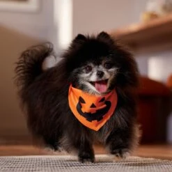 Frisco Jack O' Lantern Pumpkin Dog & Cat Bandana 13 Frisco Jack O' Lantern Pumpkin Dog & Cat Bandana -Pet Cat Store 158934 PT4. AC SS1800 V1564430535