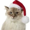 Frisco Holiday Dog & Cat Santa Hat, 1 Count -Pet Cat Store 160054 MAIN. AC SS1800 V1663948847