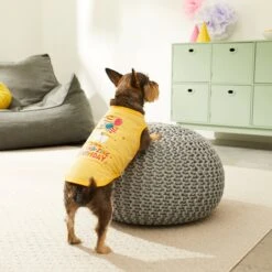 Frisco Llama-zing Birthday Dog & Cat T-Shirt -Pet Cat Store 191240 PT4. AC SS1800 V1582053521