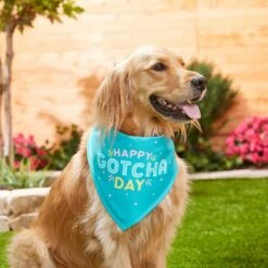 Frisco Happy Gotcha Day Dog & Cat Bandana 11 Frisco Happy Gotcha Day Dog & Cat Bandana -Pet Cat Store 200538 PT3. AC SS1800 V1633086146