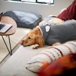 Frisco Bear Hooded Dog & Cat Sweater -Pet Cat Store 223786 PT7. AC SS1800 V1599566227