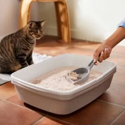 Frisco Natural Lightly Scented Clumping Grass Cat Litter -Pet Cat Store 230714 PT4. AC SS1800 V1659023184