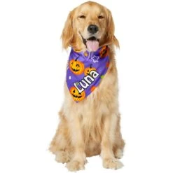 Frisco Halloween Pumpkins Personalized Dog & Cat Bandana 16 Frisco Halloween Pumpkins Personalized Dog & Cat Bandana -Pet Cat Store 242815 PT6. AC SS1800 V1618509475
