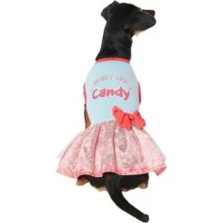 Frisco Sweet Like Candy Dog & Cat Dress -Pet Cat Store 248666 PT2. AC SS1800 V1632421633