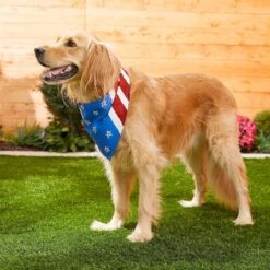 Frisco Stars & Stripes Dog & Cat Bandana 15 Frisco Stars & Stripes Dog & Cat Bandana -Pet Cat Store 249329 PT5. AC SS1800 V1632433280