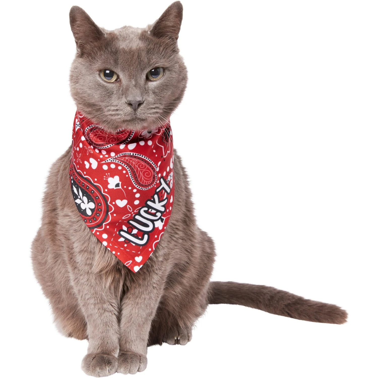 Frisco Paisley Printed Personalized Dog & Cat Bandana 10 Frisco Paisley Printed Personalized Dog & Cat Bandana - Image 8