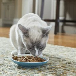 Frisco Kaleidoscope Pattern Non-skid Ceramic Cat Dish -Pet Cat Store 256092 PT2. AC SS1800 V1616167031