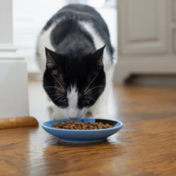 Frisco Cat Face Non-skid Ceramic Cat Dish, Blue -Pet Cat Store 256101 PT3. AC SS1800 V1617130591