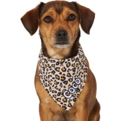 Frisco Leopard Print Personalized Dog & Cat Bandana 16 Frisco Leopard Print Personalized Dog & Cat Bandana -Pet Cat Store 267543 PT7. AC SS1800 V1623164552