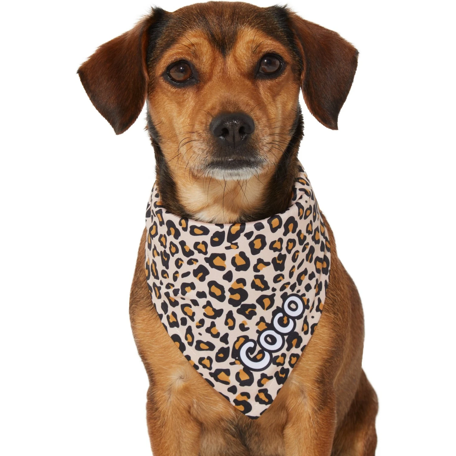 Frisco Leopard Print Personalized Dog & Cat Bandana 9 Frisco Leopard Print Personalized Dog & Cat Bandana - Image 7