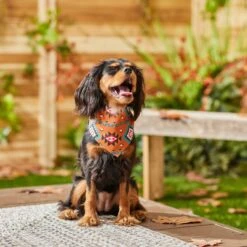 Frisco Southwest Dog & Cat Bandana 15 Frisco Southwest Dog & Cat Bandana -Pet Cat Store 267904 PT5. AC SS1800 V1637679734