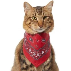 Frisco Red Paisley Dog & Cat Bandana 13 Frisco Red Paisley Dog & Cat Bandana -Pet Cat Store 267919 PT3. AC SS1800 V1637652719