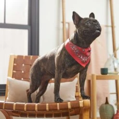 Frisco Red Paisley Dog & Cat Bandana 15 Frisco Red Paisley Dog & Cat Bandana -Pet Cat Store 267919 PT5. AC SS1800 V1637687581