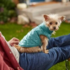 Frisco Lightweight Packable Insulated Dog & Cat Quilted Puffer Coat, Ocean Teal -Pet Cat Store 268280 PT8. AC SS1800 V1629836601