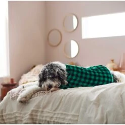 Frisco Dog & Cat Cozy Plush Fleece PJs, Green Plaid 14 Frisco Dog & Cat Cozy Plush Fleece PJs, Green Plaid -Pet Cat Store 268517 PT5. AC SS1800 V1637644798