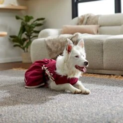 Frisco Plum Dog & Cat Dress 14 Frisco Plum Dog & Cat Dress -Pet Cat Store 268677 PT5. AC SS1800 V1637675815