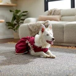 Frisco Plum Dog & Cat Dress 15 Frisco Plum Dog & Cat Dress -Pet Cat Store 268677 PT8. AC SS1800 V1629766023