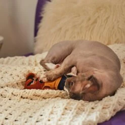 Frisco Halloween Good Bear, Bad Bear Reversible Plush Cat Toy With Catnip -Pet Cat Store 270299 PT3. AC SS1800 V1624817131