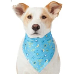 Frisco Festive Hanukkah Dog & Cat Bandana 13 Frisco Festive Hanukkah Dog & Cat Bandana -Pet Cat Store 276282 PT3. AC SS1800 V1637673704