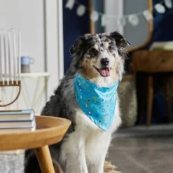 Frisco Festive Hanukkah Dog & Cat Bandana 15 Frisco Festive Hanukkah Dog & Cat Bandana -Pet Cat Store 276282 PT5. AC SS1800 V1637653030