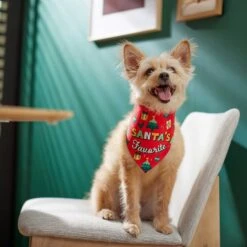 Frisco Santa's Favorite & Cheers To The New Year Dog & Cat Reversible Bandana 17 Frisco Santa's Favorite & Cheers To The New Year Dog & Cat Reversible Bandana -Pet Cat Store 276285 PT6. AC SS1800 V1637668015