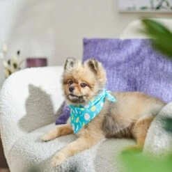 Frisco Spring Easter Egg Dog & Cat Bandana -Pet Cat Store 300663 PT5. AC SS1800 V1641539822