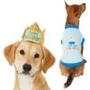 Frisco Happy Birthday Dog & Cat Crown & Frisco It's My Birthday & Cat T-Shirt 2 Frisco Happy Birthday Dog & Cat Crown & Frisco It's My Birthday & Cat T-Shirt -Pet Cat Store 302470 MAIN. AC SS1800 V1623076950