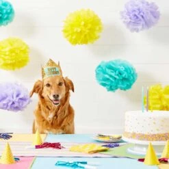 Frisco Happy Birthday Dog & Cat Crown & Frisco It's My Birthday & Cat T-Shirt -Pet Cat Store 302470 PT3. AC SS1800 V1623073946