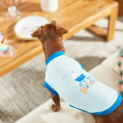 Frisco Happy Birthday Dog & Cat Crown & Frisco It's My Birthday & Cat T-Shirt -Pet Cat Store 302470 PT7. AC SS1800 V1623037657