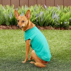 Frisco Basic Dog & Cat T-Shirt & Frisco Dog & Cat Basic Hoodie -Pet Cat Store 302680 PT6. AC SS1800 V1633086386