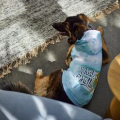 Frisco Just Chillin Dog & Cat Hoodie 15 Frisco Just Chillin Dog & Cat Hoodie -Pet Cat Store 312233 PT8. AC SS1800 V1644881922