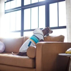 Frisco Striped Dog & Cat Hoodie -Pet Cat Store 312265 PT8. AC SS1800 V1644884817