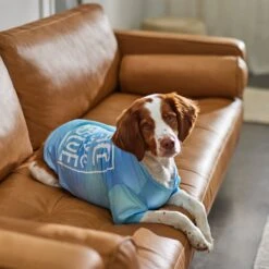 Frisco Peace Love Rescue Dog & Cat T-Shirt 13 Frisco Peace Love Rescue Dog & Cat T-Shirt -Pet Cat Store 315068 PT8. AC SS1800 V1646351303