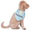 Frisco Party Animal Dog & Cat Bandana 1 Frisco Party Animal Dog & Cat Bandana -Pet Cat Store 315136 MAIN. AC SS1800 V1646438241