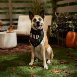 Frisco Bad & Boo-Jee Dog & Cat Costume Bandana -Pet Cat Store 334807 PT6. AC SS1800 V1660056594