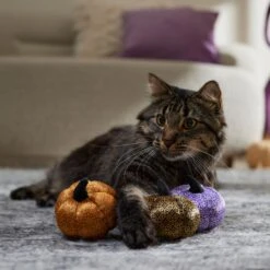 Frisco Halloween Bougie Pumpkins Plush Cat Toy With Catnip 8 Frisco Halloween Bougie Pumpkins Plush Cat Toy With Catnip -Pet Cat Store 344014 PT3. AC SS1800 V1657657029