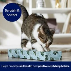 Frisco Single-Wide Cat Scratcher Toy With Catnip, Tropical Paradise, 2 Count -Pet Cat Store 347217 PT3. AC SS1800 V1659699275