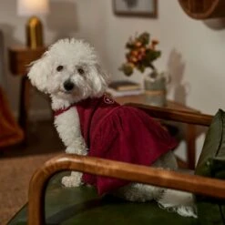 Frisco Sleepy Face Dog & Cat Dress 14 Frisco Sleepy Face Dog & Cat Dress -Pet Cat Store 353657 PT6. AC SS1800 V1660750164