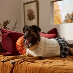 Frisco Plaid Dog & Cat Sweater Dress -Pet Cat Store 353673 PT7. AC SS1800 V1660750173