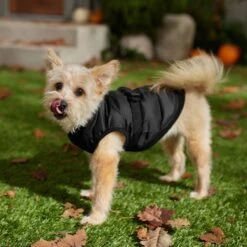 Frisco Lightweight Belted Puffer Dog & Cat Jacket -Pet Cat Store 353825 PT7. AC SS1800 V1660749777