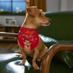 Frisco Cutest Reindeer Of All Dog & Cat Bandana -Pet Cat Store 357931 PT6. AC SS1800 V1661798487