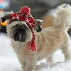 Frisco Reindeer Fair Isle Dog & Cat Pom Hat -Pet Cat Store 358309 PT4. AC SS1800 V1661797821