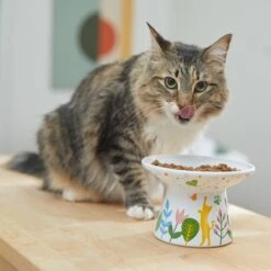 Frisco Cat Face Floral Wide Shape Elevated Non-Skid Ceramic Cat Bowl 10 Frisco Cat Face Floral Wide Shape Elevated Non-Skid Ceramic Cat Bowl -Pet Cat Store 363377 PT3. AC SS1800 V1657657267