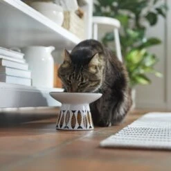 Frisco Cat Face Wide Shape Elevated Non-Skid Ceramic Cat Bowl 10 Frisco Cat Face Wide Shape Elevated Non-Skid Ceramic Cat Bowl -Pet Cat Store 363381 PT3. AC SS1800 V1657657267